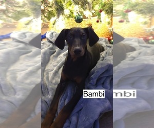 Doberman Pinscher Puppy for sale in POMEROY, OH, USA