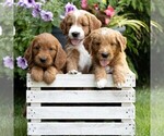 Small Photo #2 Goldendoodle Puppy For Sale in LITITZ, PA, USA