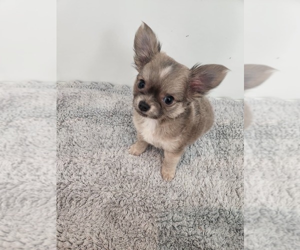 Medium Photo #1 Chihuahua Puppy For Sale in BURLESON, TX, USA