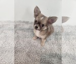 Small Chihuahua