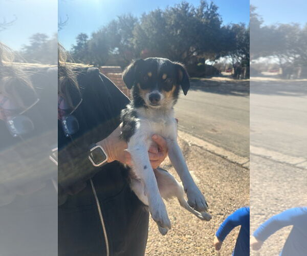 Medium Photo #1 Chihuahua-Unknown Mix Puppy For Sale in Grafton, WI, USA