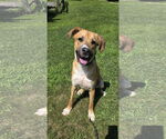 Small #10 Black Mouth Cur Mix