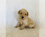 Small Photo #2 Poodle (Standard) Puppy For Sale in NORTHPORT, AL, USA