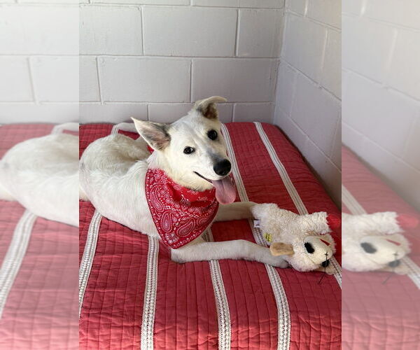 Medium Photo #3 Mutt Puppy For Sale in San Leon, TX, USA