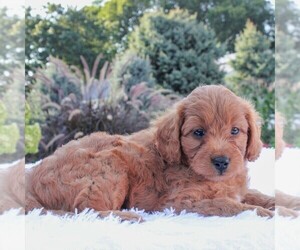 Goldendoodle-Poodle (Miniature) Mix Puppy for sale in GORDONVILLE, PA, USA