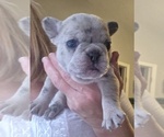 Small #5 French Bulldog