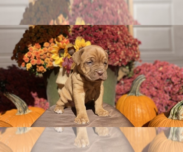 Medium Photo #1 Dogue de Bordeaux Puppy For Sale in NEOSHO, MO, USA