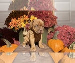 Small Photo #1 Dogue de Bordeaux Puppy For Sale in NEOSHO, MO, USA