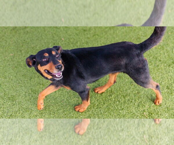 Medium Photo #8 Mutt Puppy For Sale in Canton, CT, USA