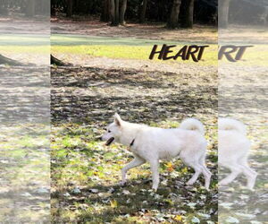 Stitch - Male Siberian Husky Dog for Adoption - Photo #4