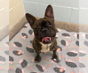 French Bulldog Dogs for adoption in Brighton, CO, USA