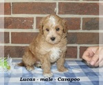 Small #6 Cavapoo (Miniature)