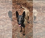 Small #1 Belgian Malinois