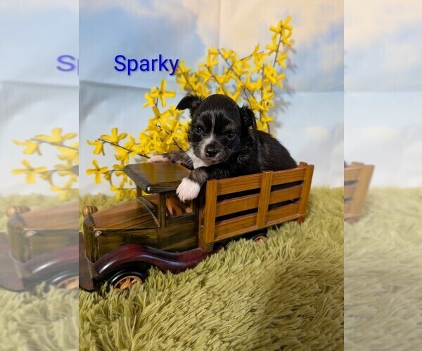 Medium Photo #2 Chihuahua Puppy For Sale in LEBANON, PA, USA