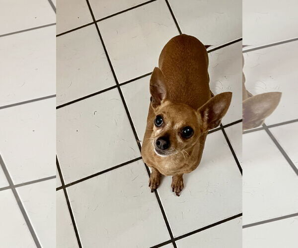 Medium Photo #1 Chihuahua Puppy For Sale in Colton, CA, USA