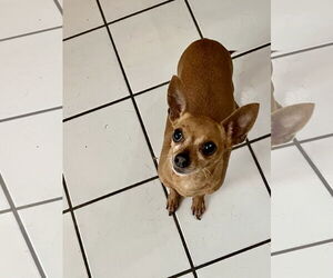 Chihuahua Dogs for adoption in Colton, CA, USA