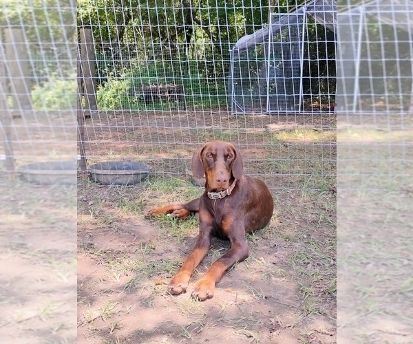 Medium Photo #1 Doberman Pinscher Puppy For Sale in BRANTLEY, AL, USA