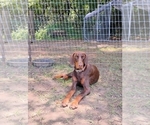 Small Photo #1 Doberman Pinscher Puppy For Sale in BRANTLEY, AL, USA