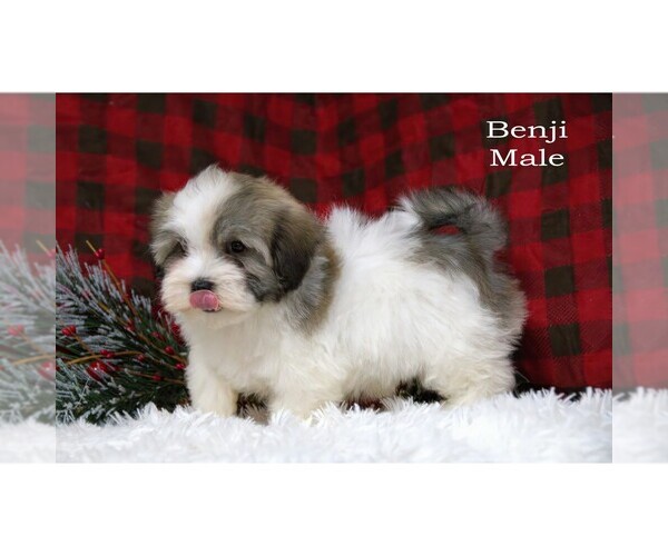 Medium Photo #15 Havanese Puppy For Sale in CLARE, MI, USA