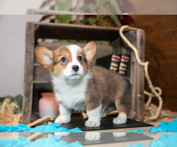 Medium Photo #9 Pembroke Welsh Corgi Puppy For Sale in WAKARUSA, IN, USA