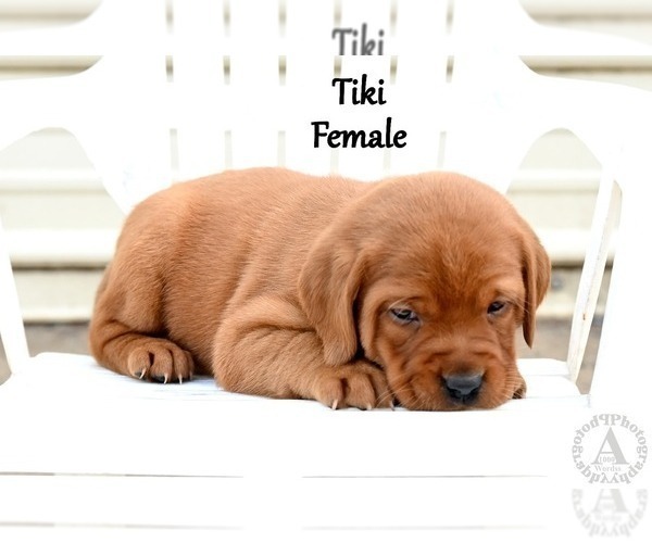 Medium Photo #5 Labrador Retriever Puppy For Sale in DAYTON, VA, USA