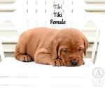 Small Photo #49 Labrador Retriever Puppy For Sale in DAYTON, VA, USA