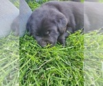 Small Photo #6 Labrador Retriever Puppy For Sale in FLAGLER, CO, USA
