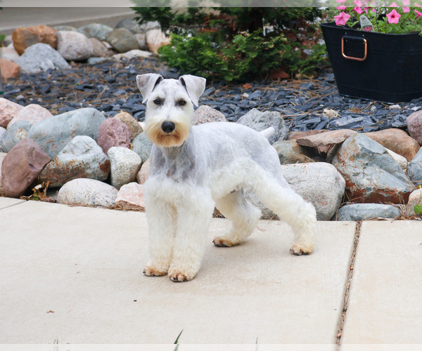 Medium Photo #1 Schnauzer (Miniature) Puppy For Sale in SYRACUSE, IN, USA