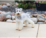 Small Schnauzer (Miniature)