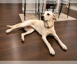 Small #3 Labrador Retriever Mix