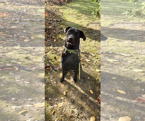 Medium Photo #5 Mutt Puppy For Sale in Westwood, NJ, USA