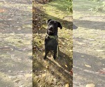 Small #4 Mutt