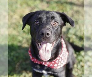 Labrador Retriever-Unknown Mix Dogs for adoption in San Antonio, TX, USA