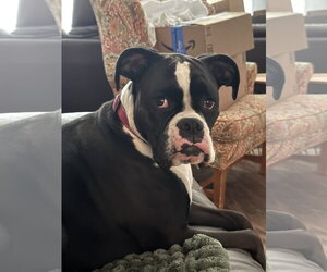 Boxer Dogs for adoption in  Katy, TX, USA