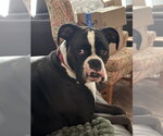 Small Boxer