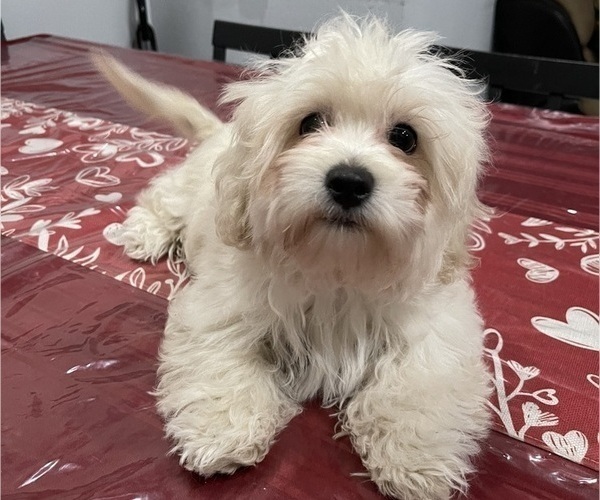 Medium Photo #8 Maltipoo (Miniature) Puppy For Sale in PALMDALE, CA, USA