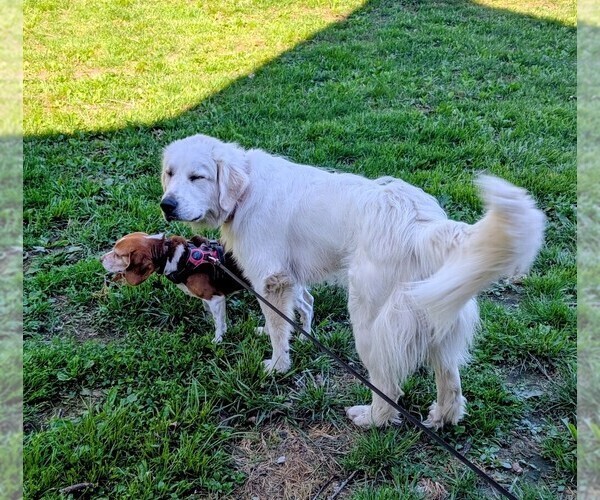 Medium Photo #1 Great Pyrenees Puppy For Sale in MOSCOW MILLS, MO, USA