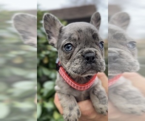French Bulldog Puppy for Sale in METUCHEN, New Jersey USA