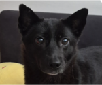 Small Mutt