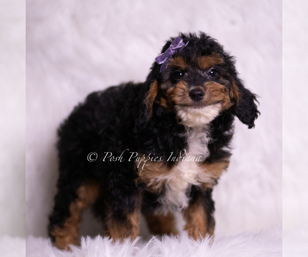 Medium Photo #69 Goldendoodle (Miniature) Puppy For Sale in WARSAW, IN, USA