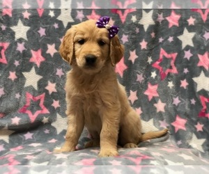Golden Retriever Puppy for sale in LAKELAND, FL, USA