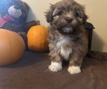 Puppy Bella Havanese
