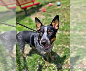 Mutt Dogs for adoption in Crandall, GA, USA