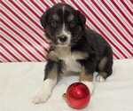 Small Photo #5 Australian Shepherd Puppy For Sale in OLD LYME, CT, USA