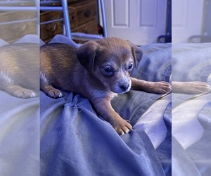 Chiweenie Puppy for sale in SAN ANTONIO, TX, USA