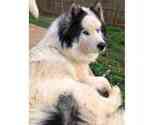 Small Photo #1 Siberian Husky Puppy For Sale in MANASSAS, VA, USA