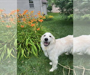Golden Pyrenees Dogs for adoption in Columbus, IN, USA