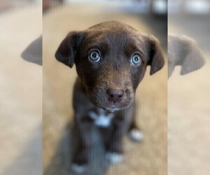 Labrador Retriever Puppy for sale in BRISTOL, IN, USA