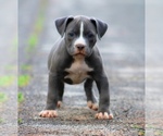 Puppy Puppy 11 American Bully