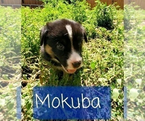 Labrador Retriever-Newfoundland Mix Puppy for sale in CO SPGS, CO, USA